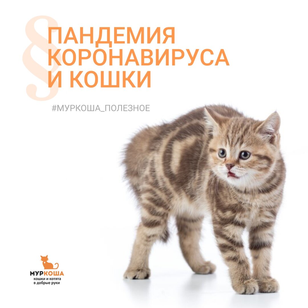 Можно ли заболеть от кошек. Можно ли заболеть от кошек. Можно ли заболеть от кошек. Люди которые заразились от кошек. Болезни кошек симптомы таблица.