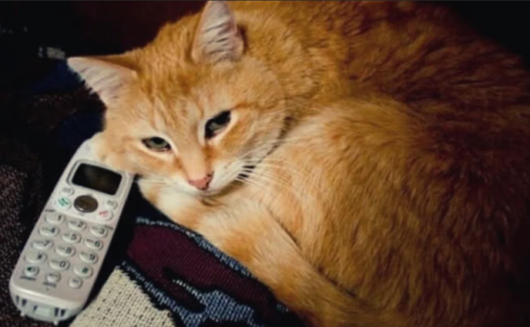 Томми. Источник фото: Яндекс-картинки