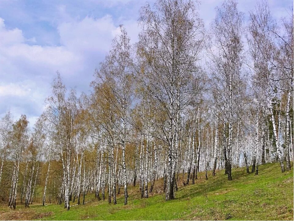 Береза в мае картинки