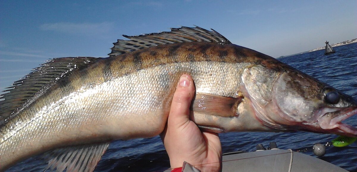 Моя рыбалка https://vk.com/secretyrybolova. 