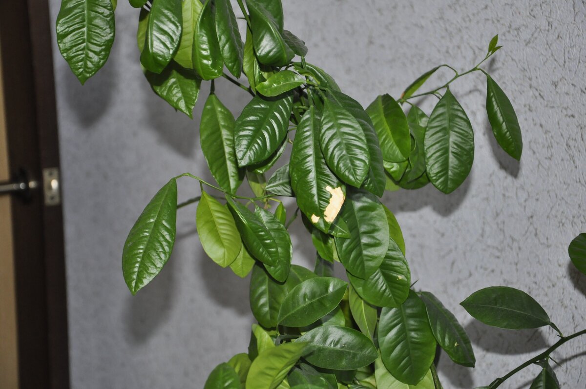 Листочки у апельсинового дерева начинают сохнуть возле центрального отопления.