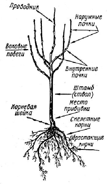 схема строения дерева