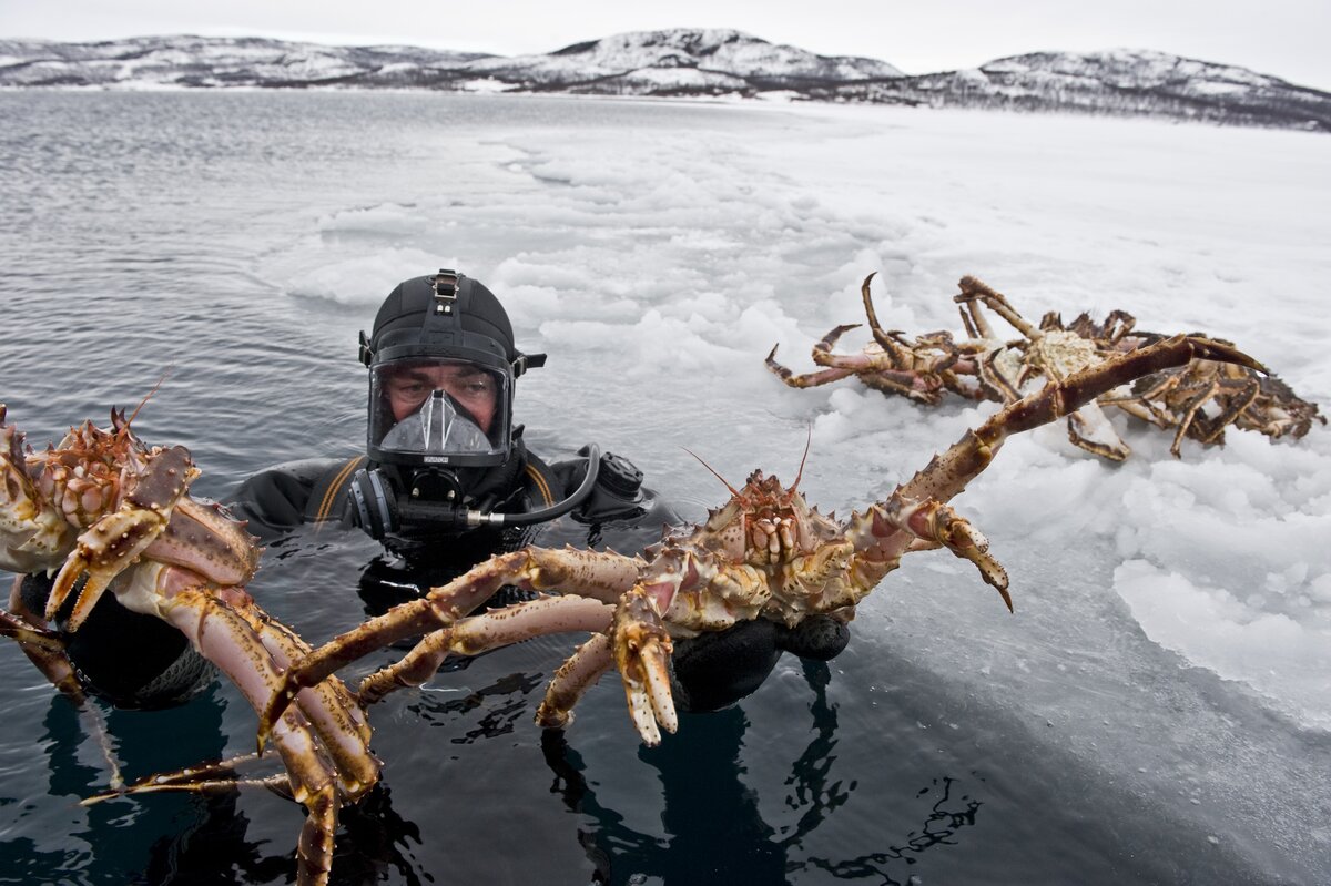 камчатский краб в море