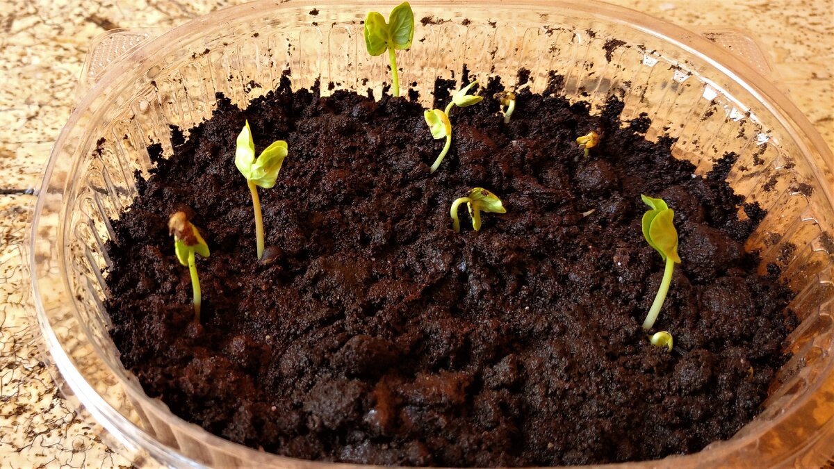 Некоторые семена необходимо высевать в первый  же год, другим же наоборот, дать полежать