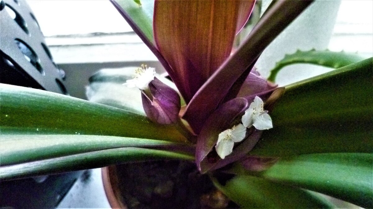 цветущий красавчик