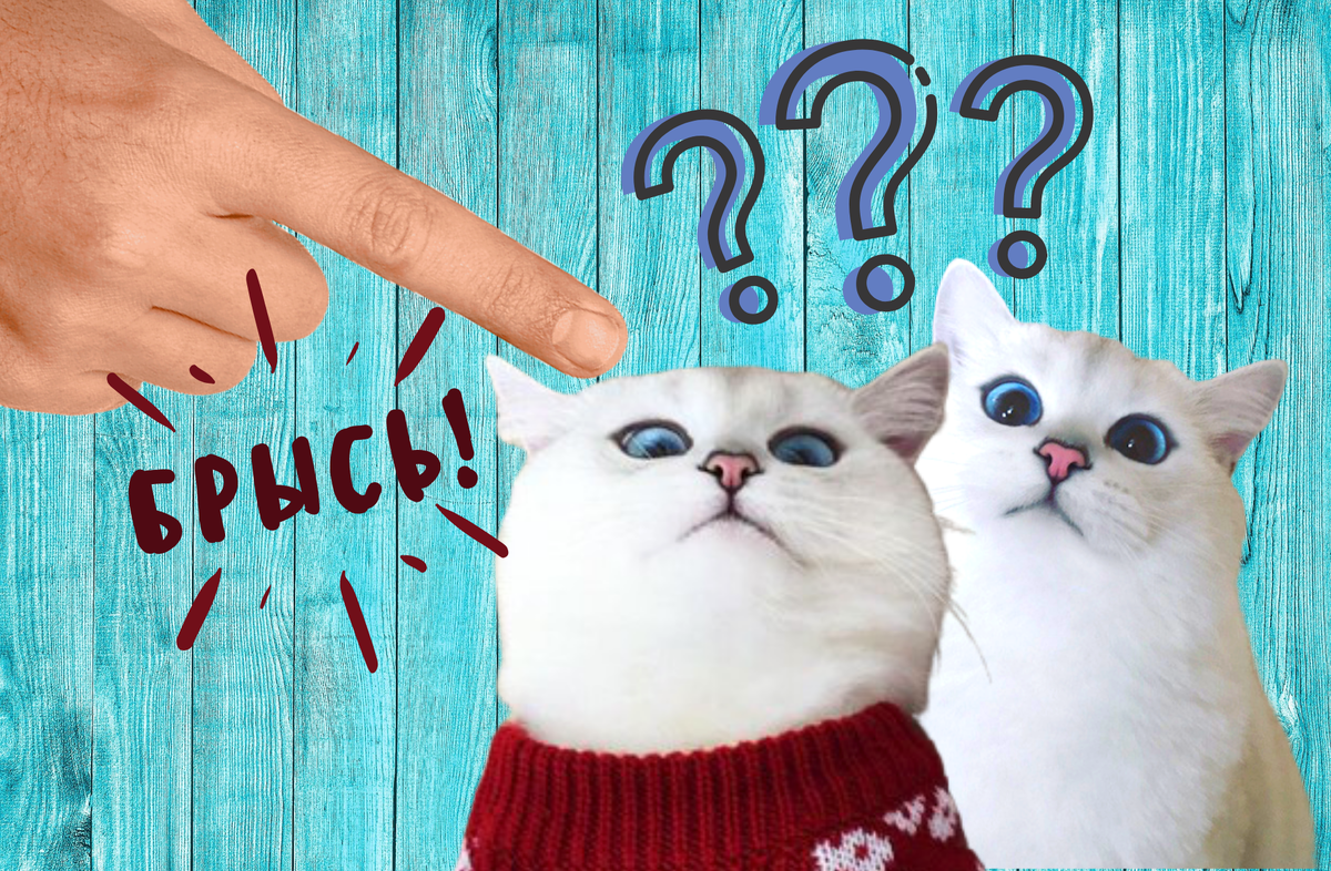 Пушистые вредители...