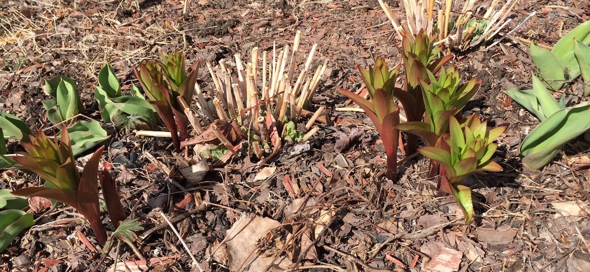 Рябчики похожи на маленькие пальмы)