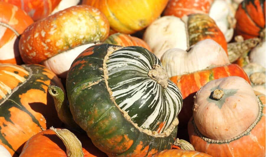 Чалмовидные