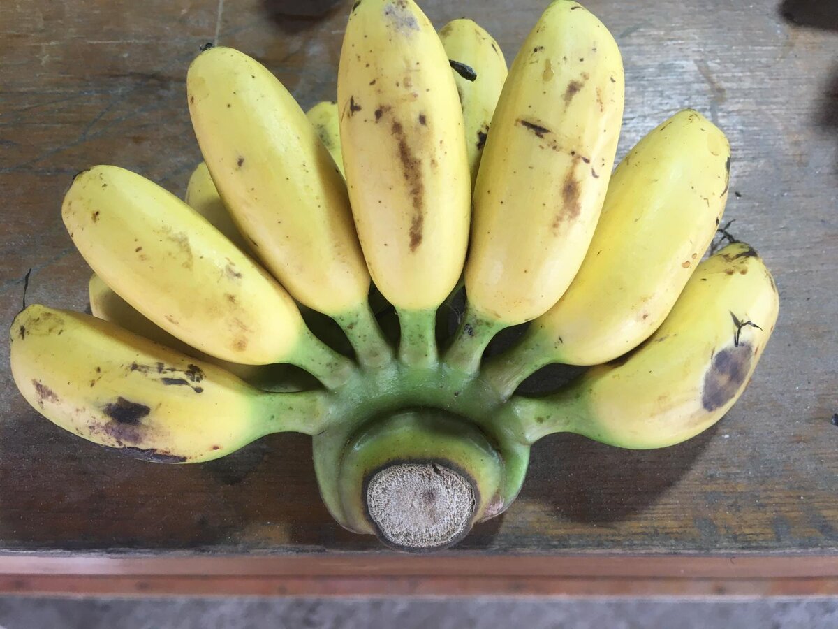 Соси банан тропического леса