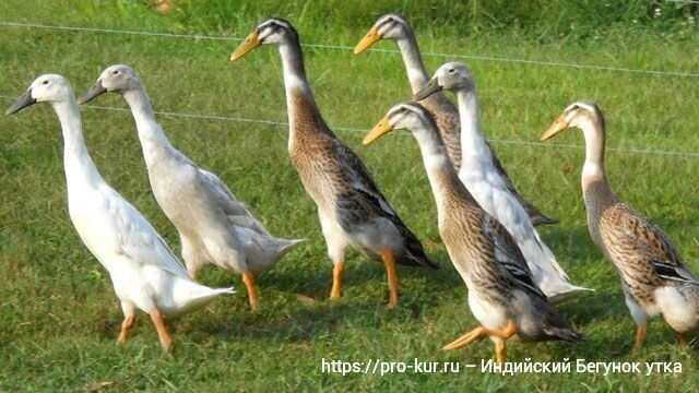 Добрый день, опытные птицеводы. Индийский Бегунок утка сегодня у нас на разборе полетов. Представители этой породы имеют весьма необычный для уток вид.