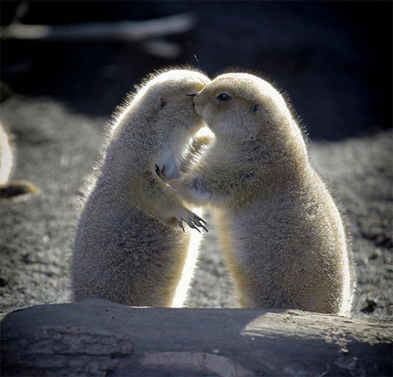 Яндекс.картинки