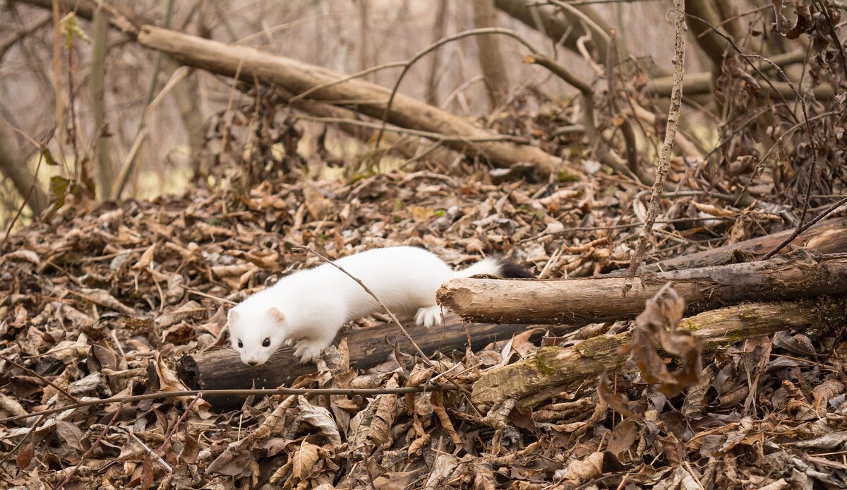 Беленький горностай. Надеемся, что рядом с ним нет кулёмы