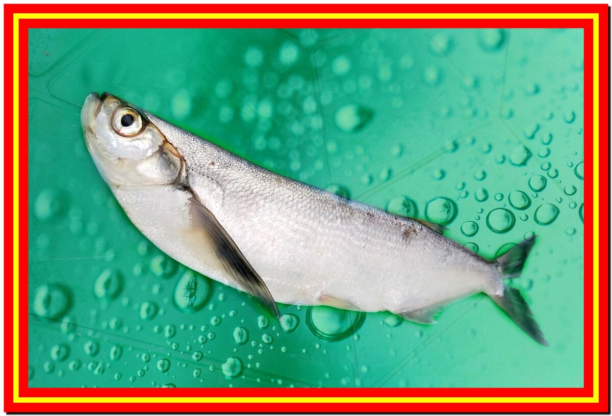 Чехонь. Изображение взято с сервиса яндекс-картинки.