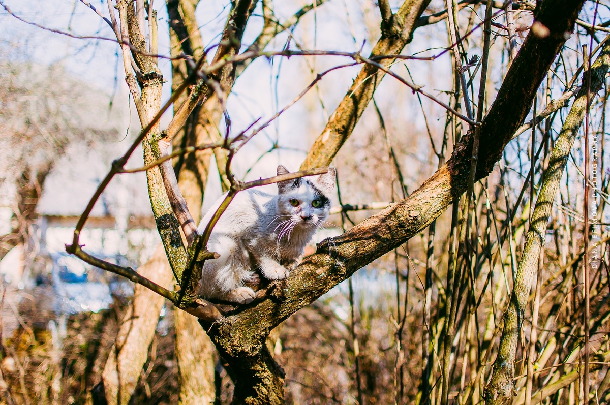 Да фото совсем не в тему, но они на тот случай, если вы пропустили  весну. Коты, кстати, прилетели!