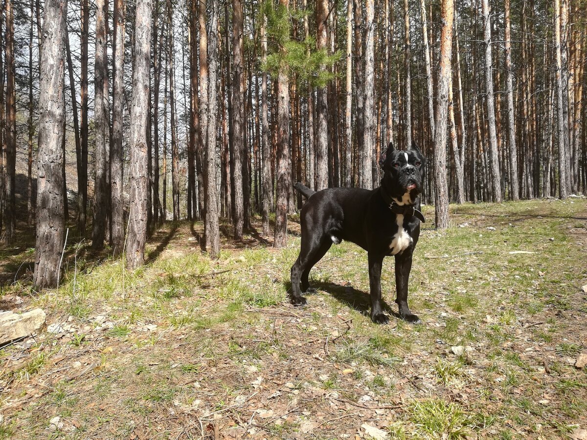 Хуч на прогулке