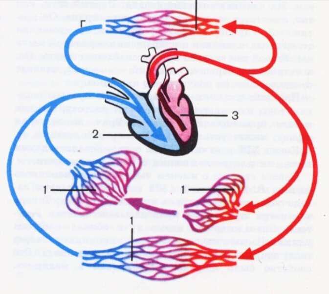 Стимуляция кровообращения. Схема легочного кровообращения. Большой круг кровообращения кровь насыщена.