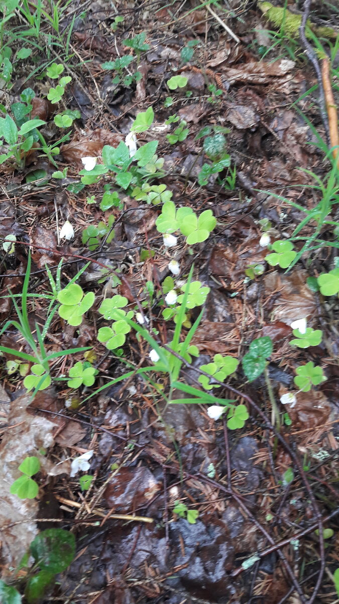 Кислица цветет