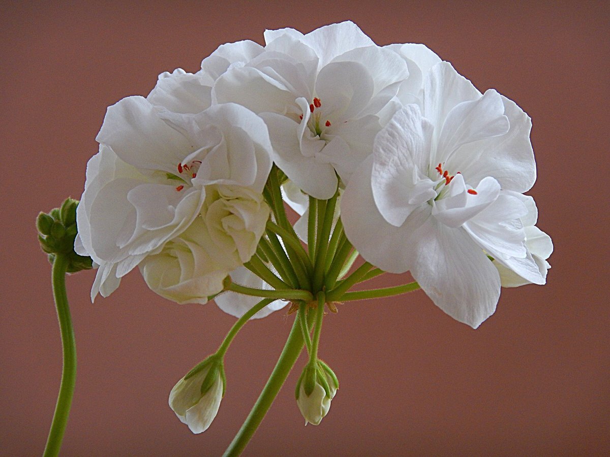 Пеларгония Flower