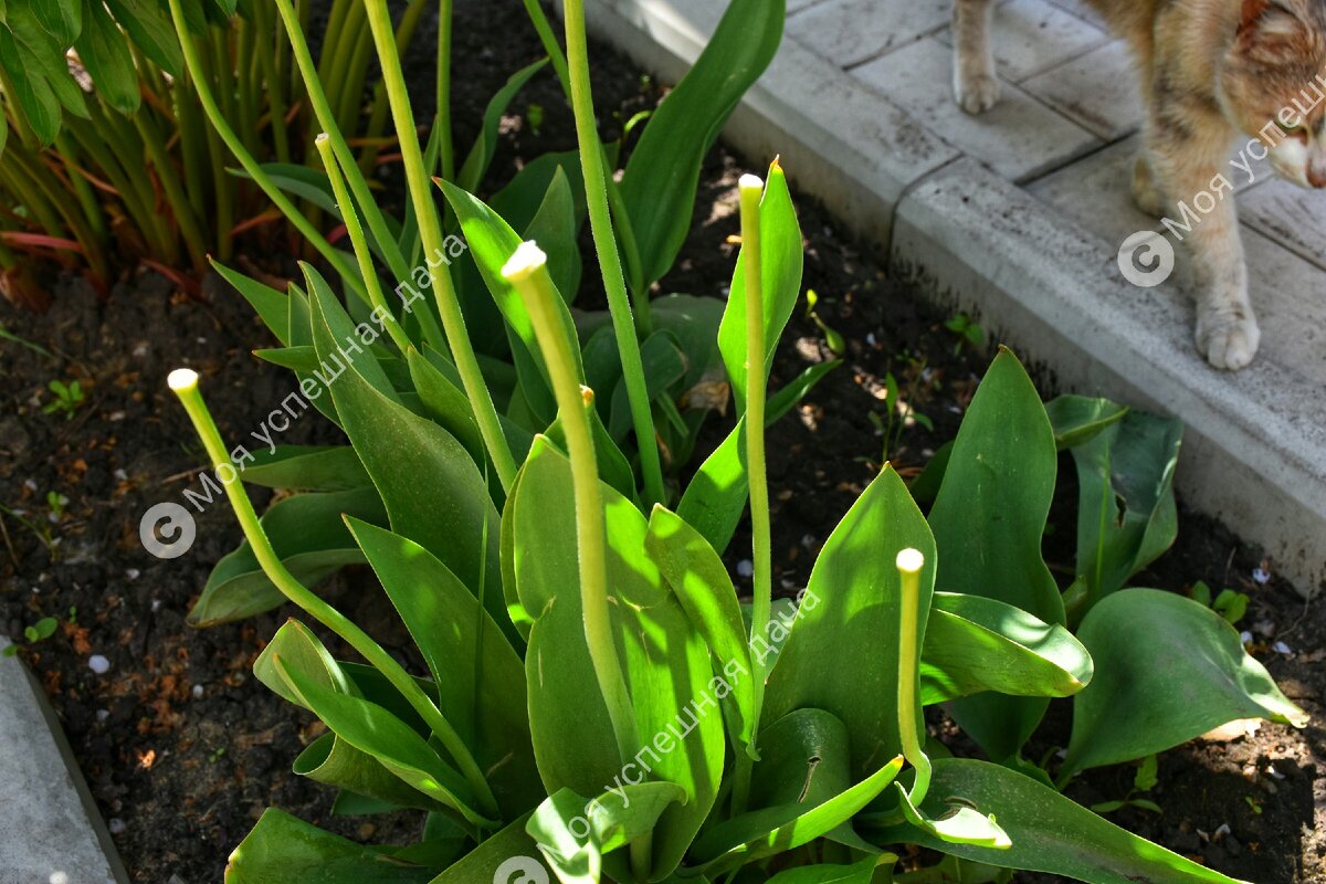 Коробочки с семенами я уже оборвала.