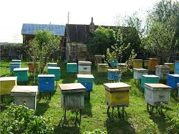 Любительская пасека