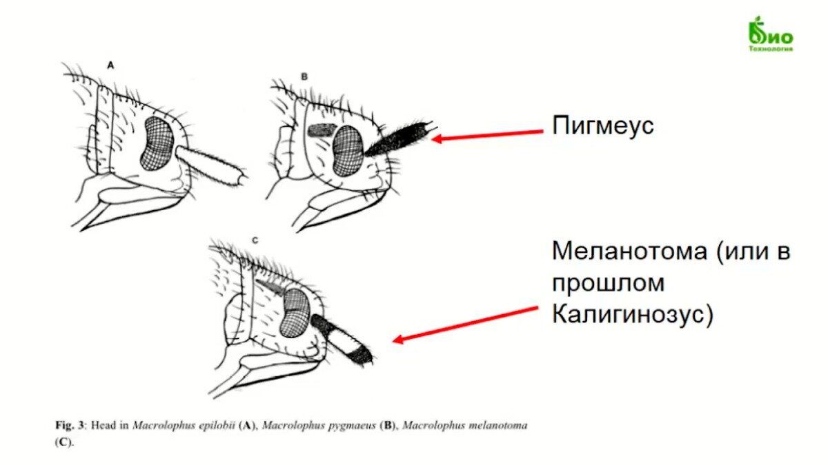 Все об энтомофаге: Макролофус и контроль его качества | ГлавАгроном | Дзен