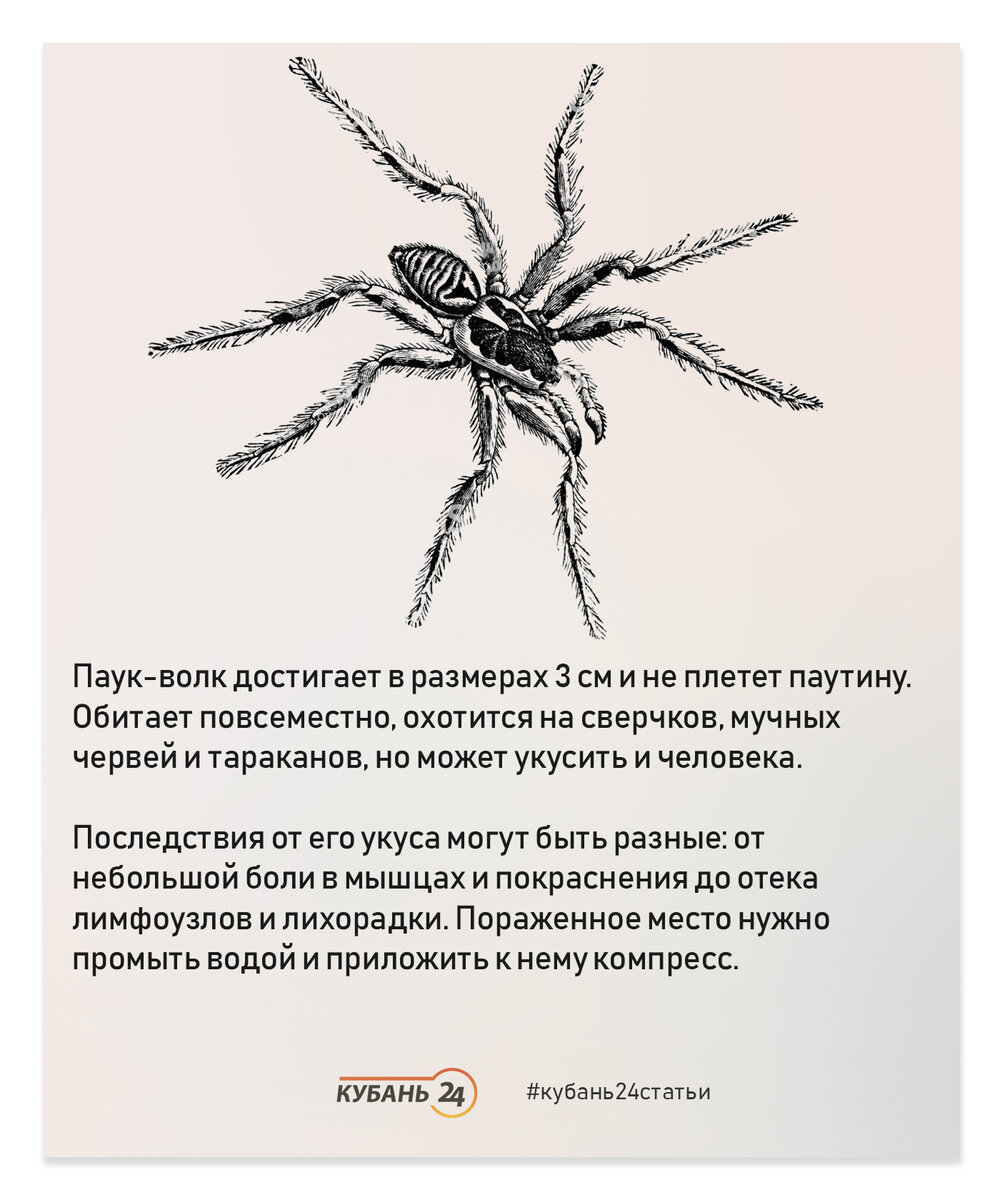 Пауки волки опасен ли для человека. Паук волк. Паук волк Размеры. Паук волк ядовитый. Ядовит ли паук волк.