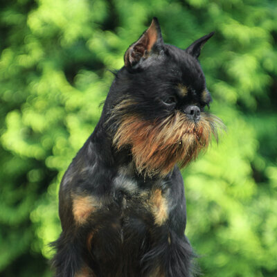 Бельгийский гриффон Земляничка Ягодка Х'ит Улдуз