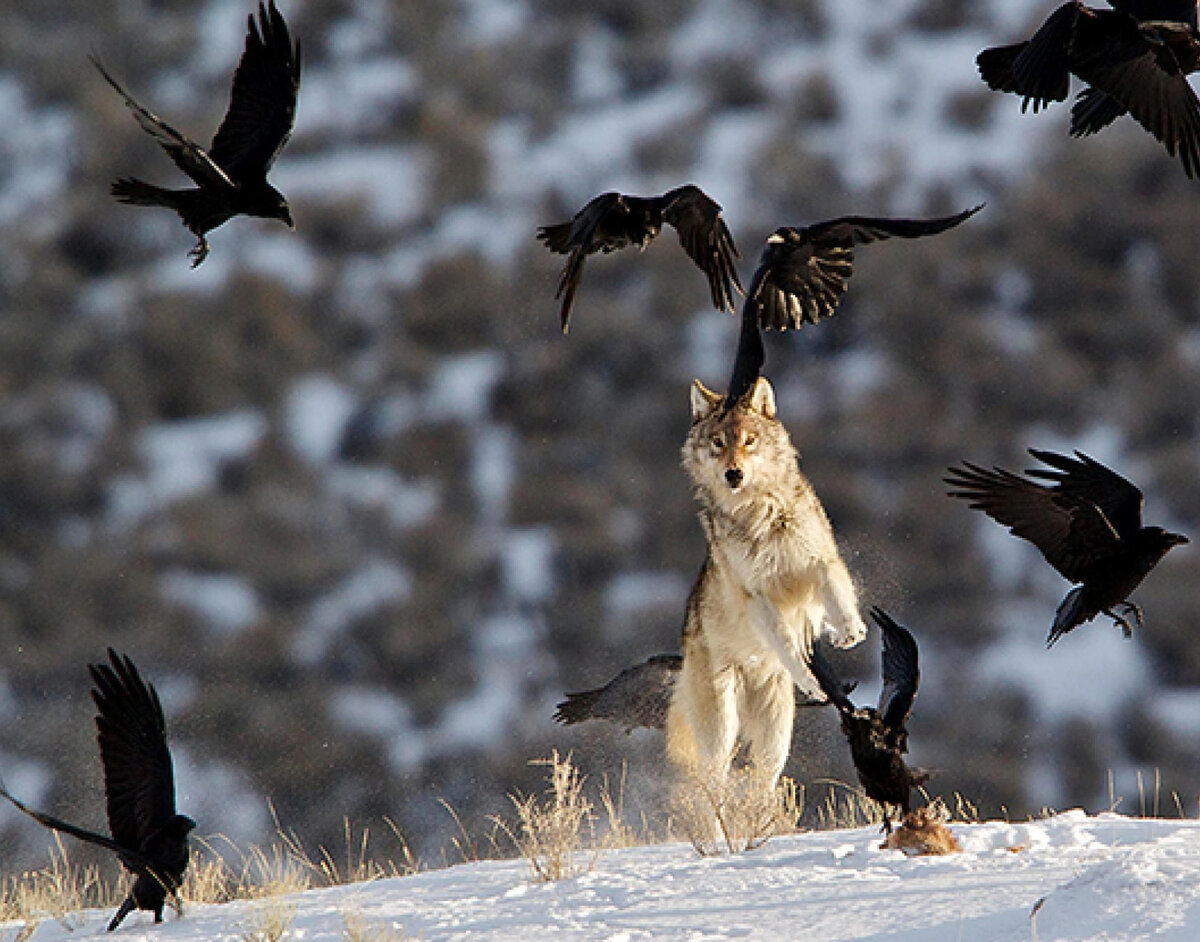 Волк охотится на птицу