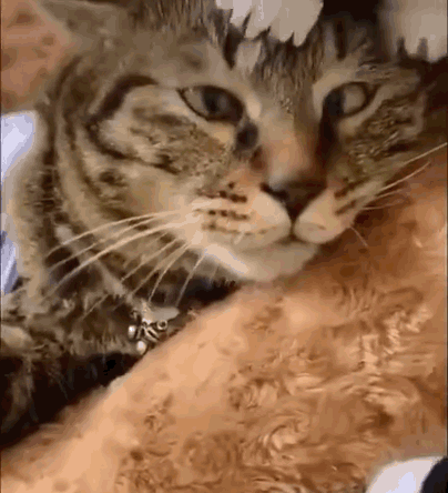 Нажмите на треугольник и картинка задвигается