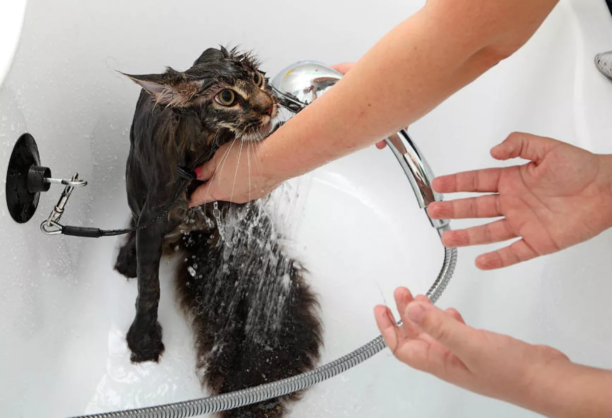 Даже люди, никоим боком не относящиеся к категории кошатников, знают о горячей «любви» кошек к водным процедурам. Встречаются, конечно, исключения, вот только они редки.-2