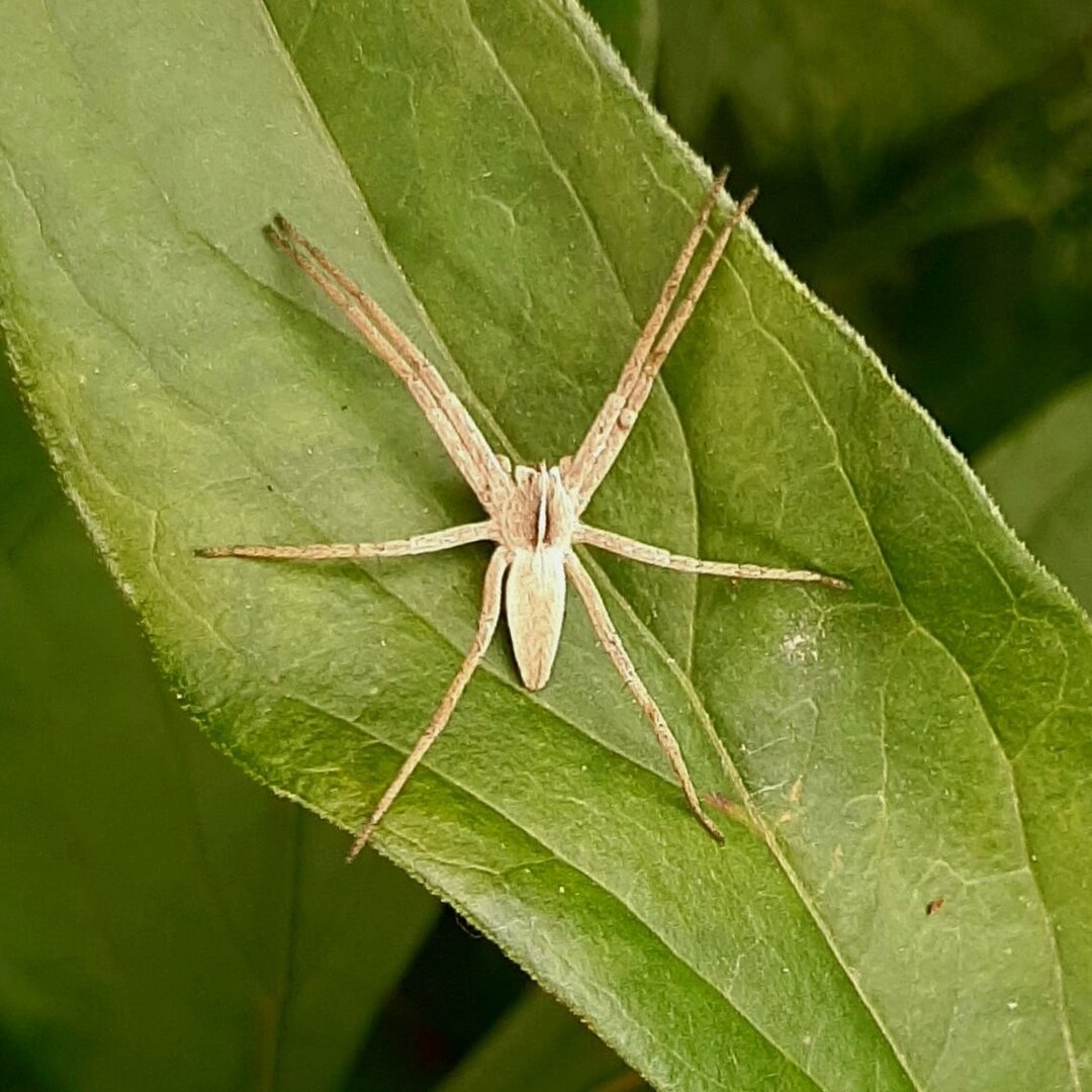 Паук Пизаура удивительная. Фото сделано мною на мобильный