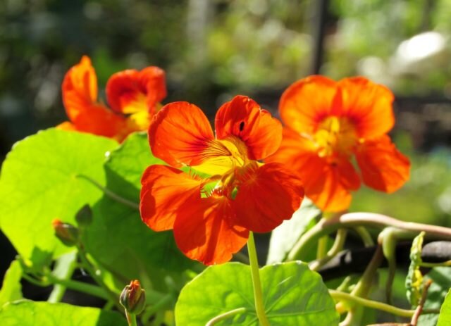 Позитивный сад: ТОП-7 красивейших, оранжевых цветов | Аgro-Мarket24 –  помощник садовода | Дзен