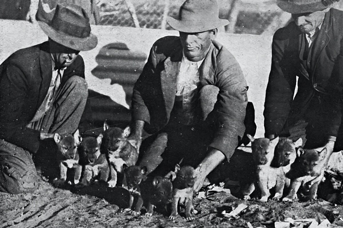 Местные жители демонстрируют помет диких динго, пойманных охотниками, 1933 год.