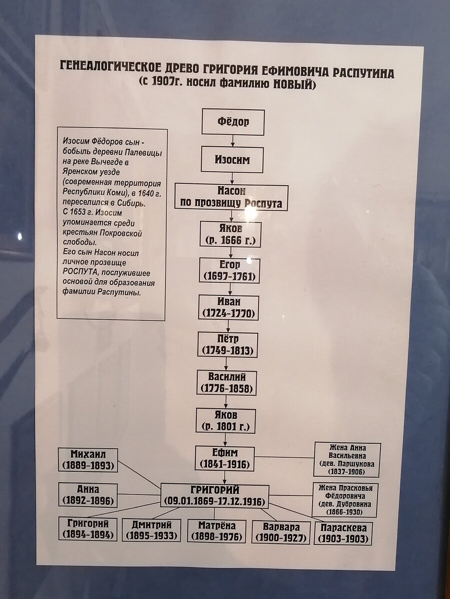 Генеалогическое древо Распутиных. Экспонат в музее. Фото автора