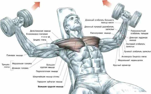 Десять лучших упражнений для построения мощных грудных мышц!
