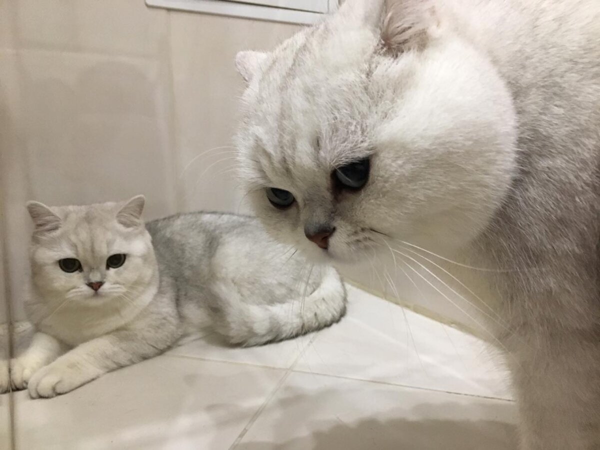 Мама и  папа котят