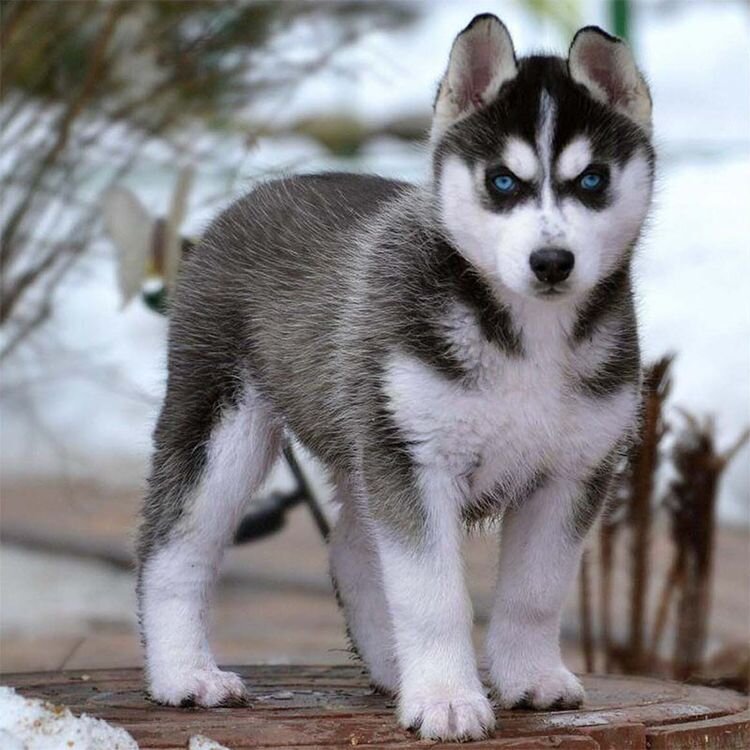 Фото из открытого источника Яндекс картинки