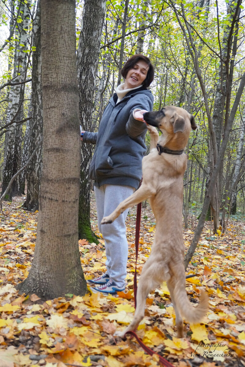 Тоба не просто пользовался больной лапой до этой истории, но и бегал, и вставал на неё!