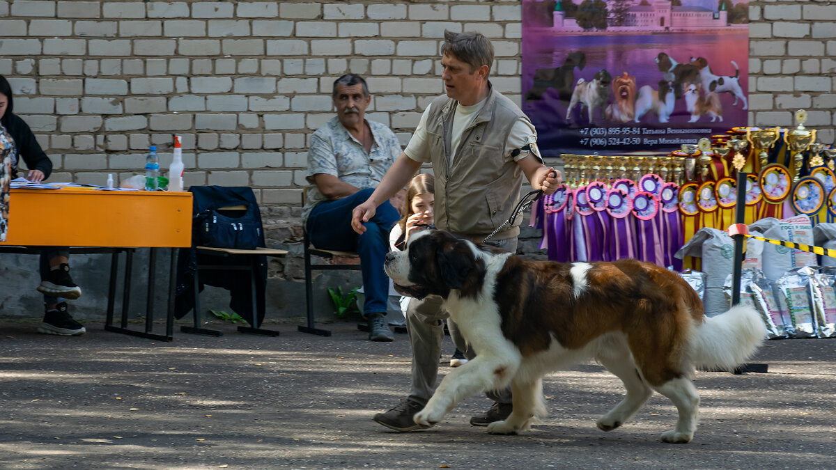 Выставка собак - волнующее мероприятие для владельцев и любителей собак :)-2
