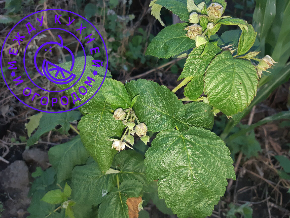 Не забудьте поставить лайк и подписаться на канал!