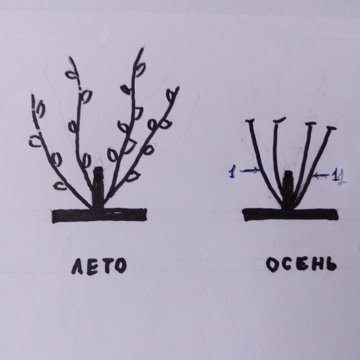 Как обрезать калину весной схема