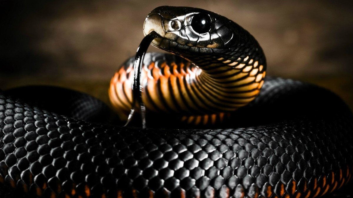 Змея черная мамба – опасная змея Африки. Описание и фото черной мамбы | В  мире животных | Дзен