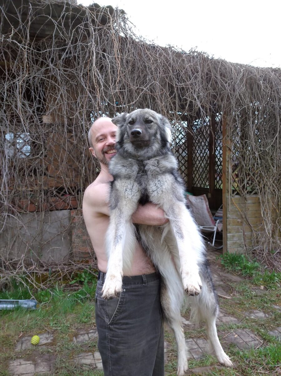 Какая радость, когда есть собака!