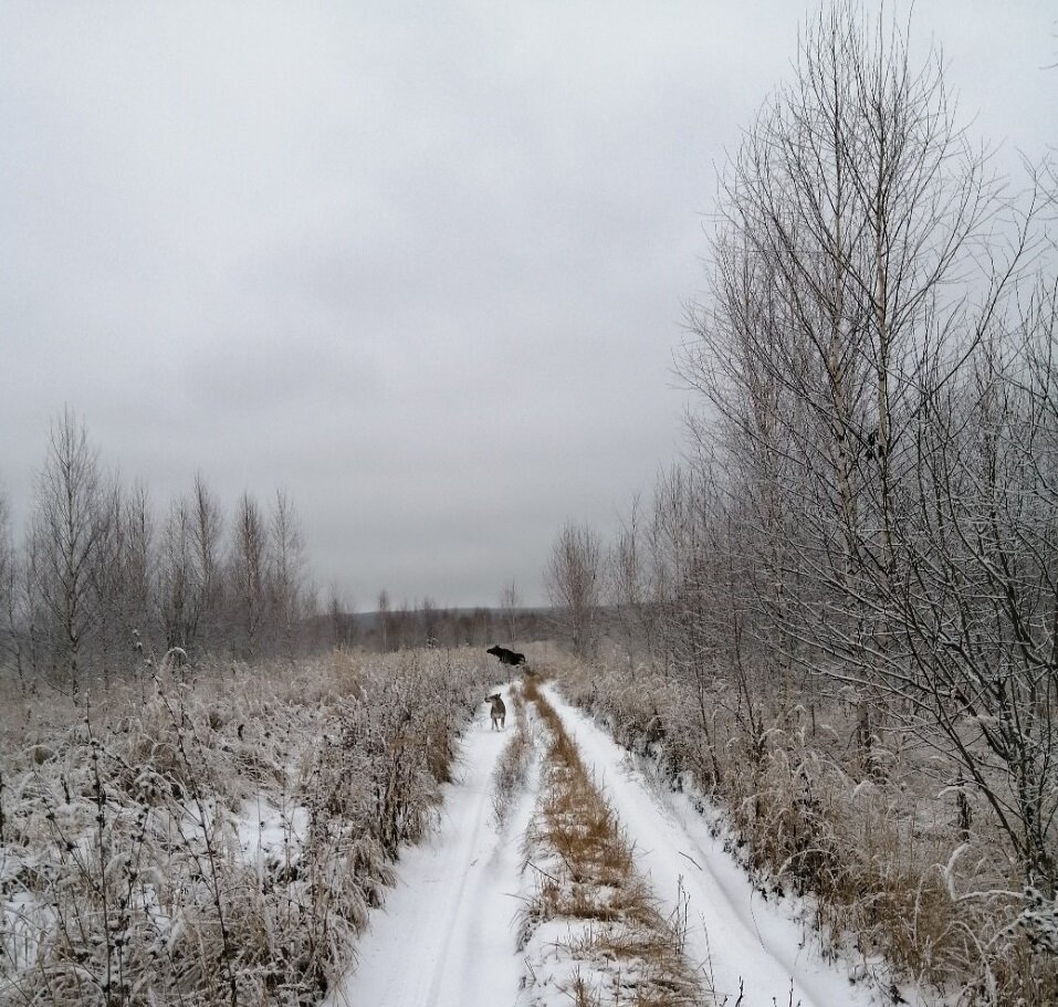 Лось. Фото автора