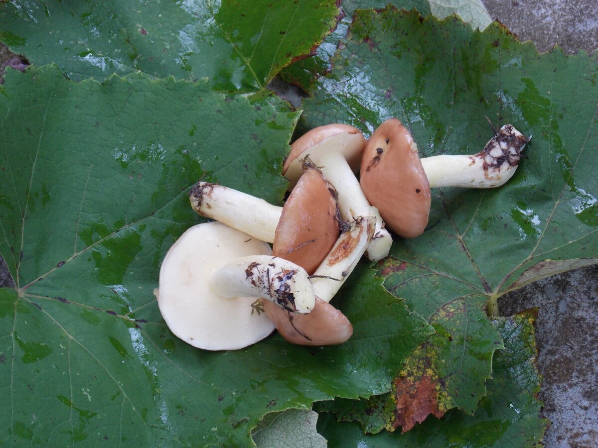 Молодые маслята