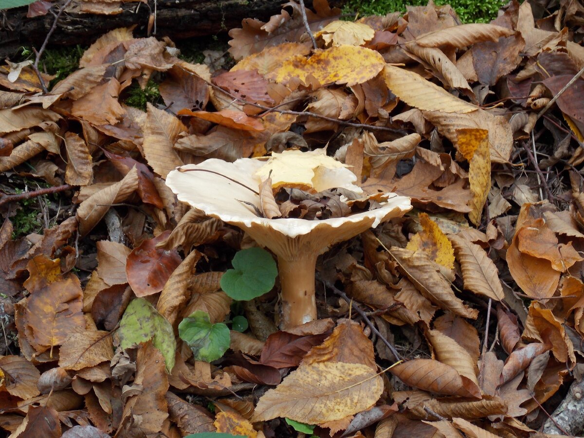 Говору́шка подо́гнутая (лат. Clitocybe geotropa)