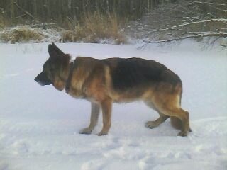 Гуляем на пруду, зима 2017 - 2018. Лес на противоположном берегу. Фото автора. 