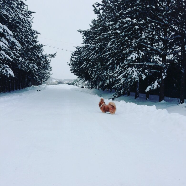 Зима  на  Русском  Севере...и  мой  охранный  тибетский  пес...