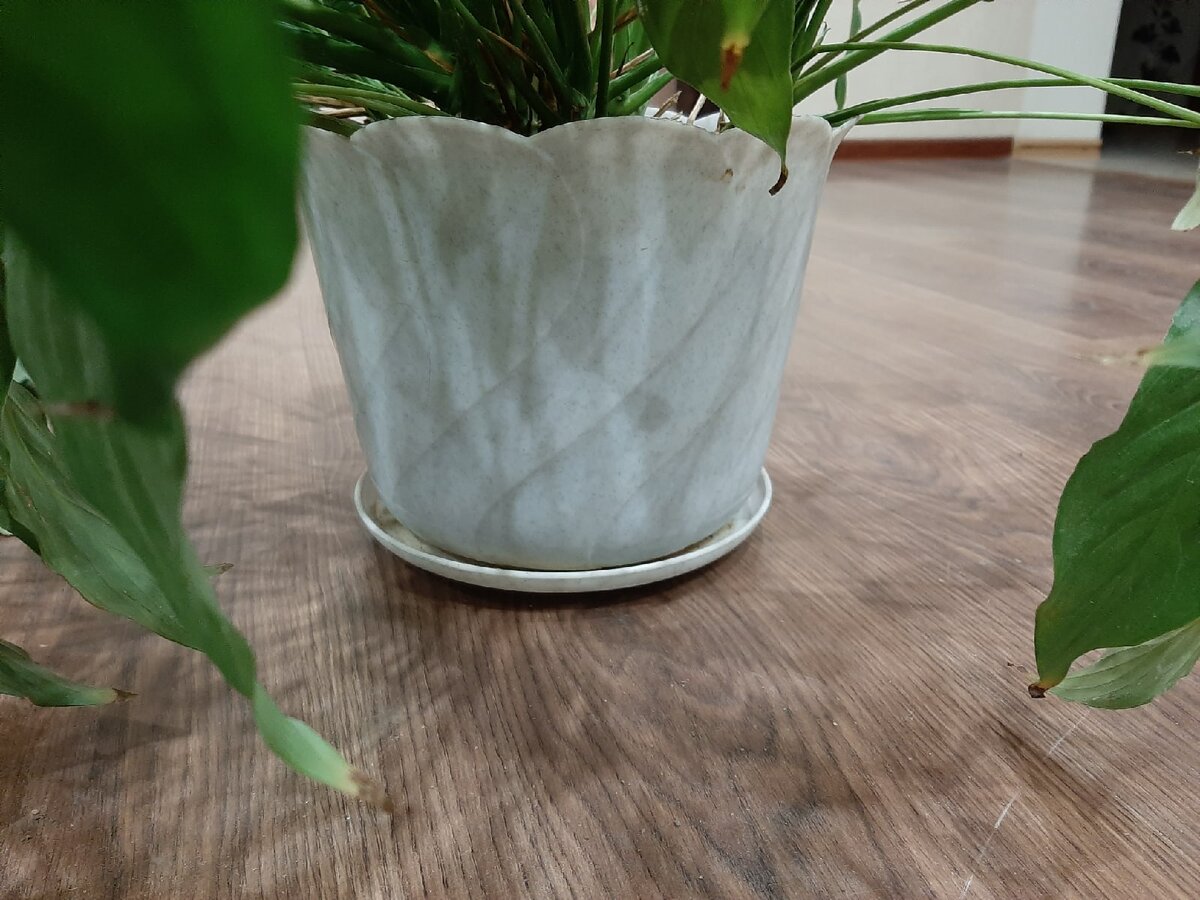 Вот такой горшок. Личное фото.