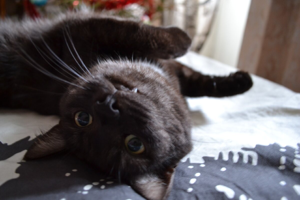 Мусечка появилась в моём доме в 2014 году. Временно, на пару недель... Она живёт у меня 6 лет и стала основательницей котовника.